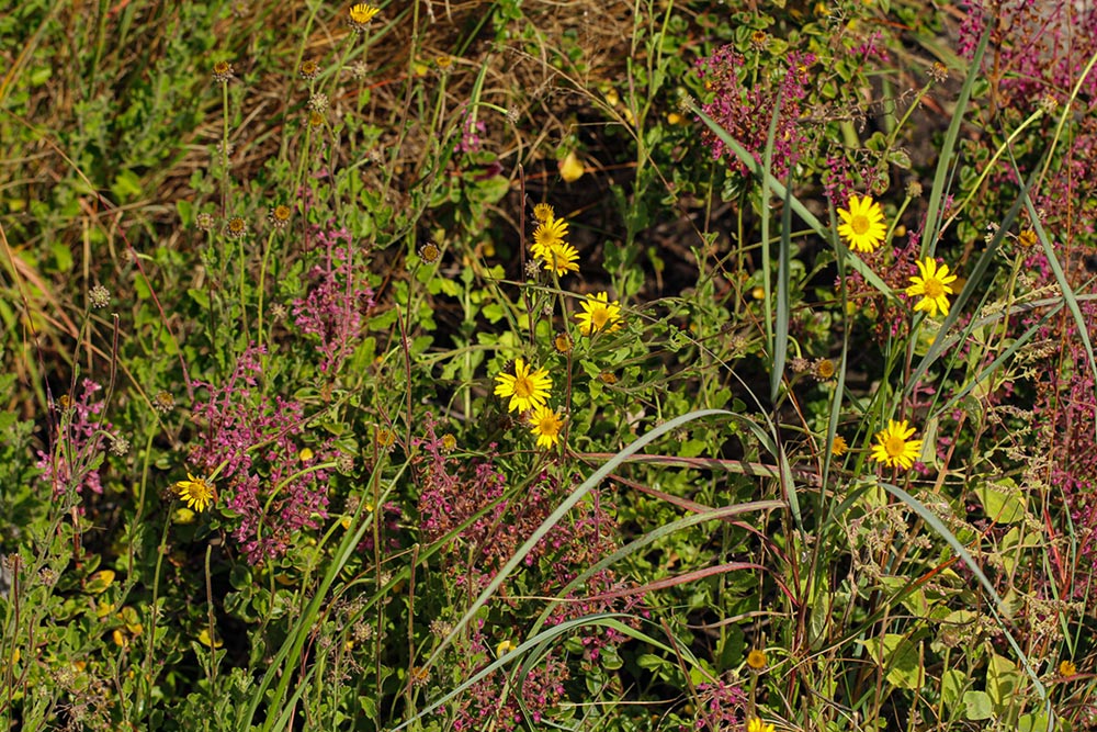 Anisopappus paucidentatus