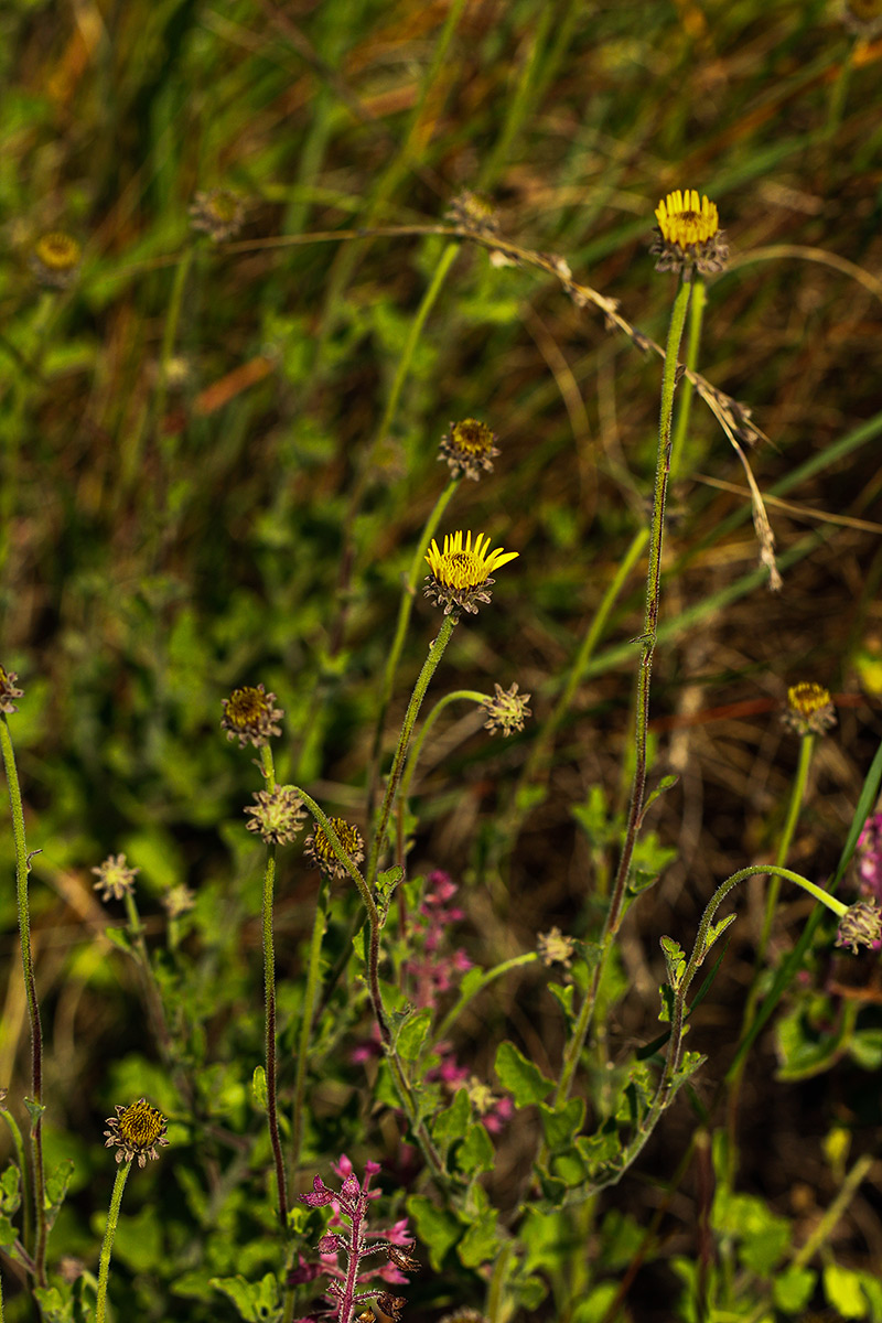 Anisopappus paucidentatus