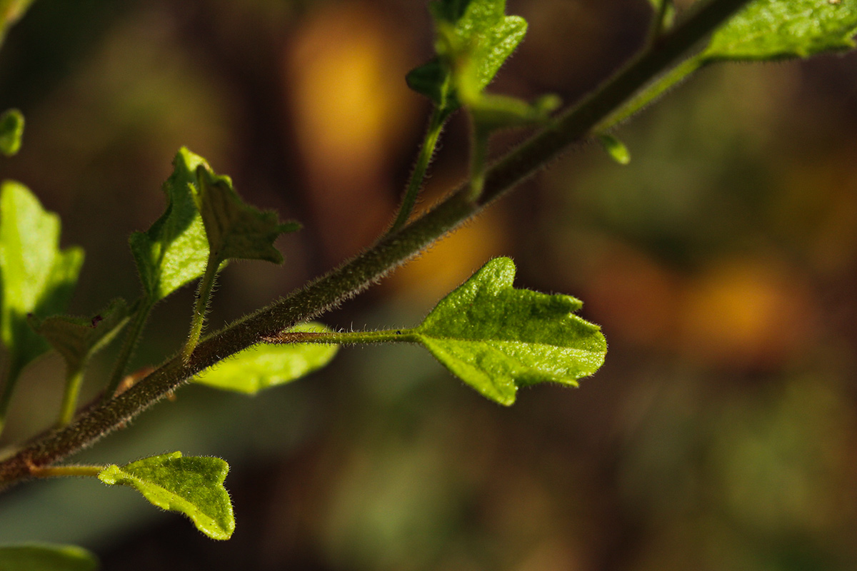 Anisopappus paucidentatus