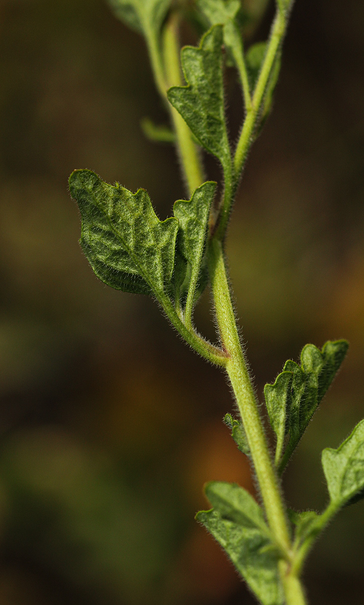 Anisopappus paucidentatus