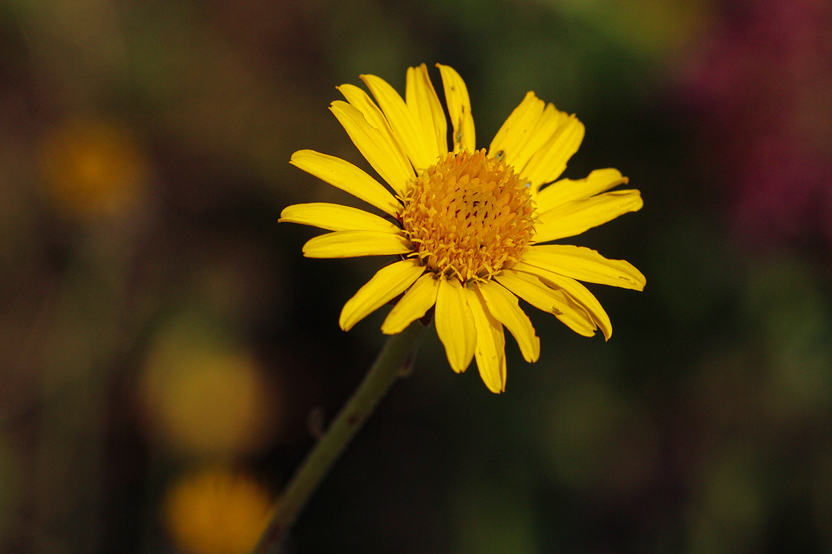Anisopappus paucidentatus