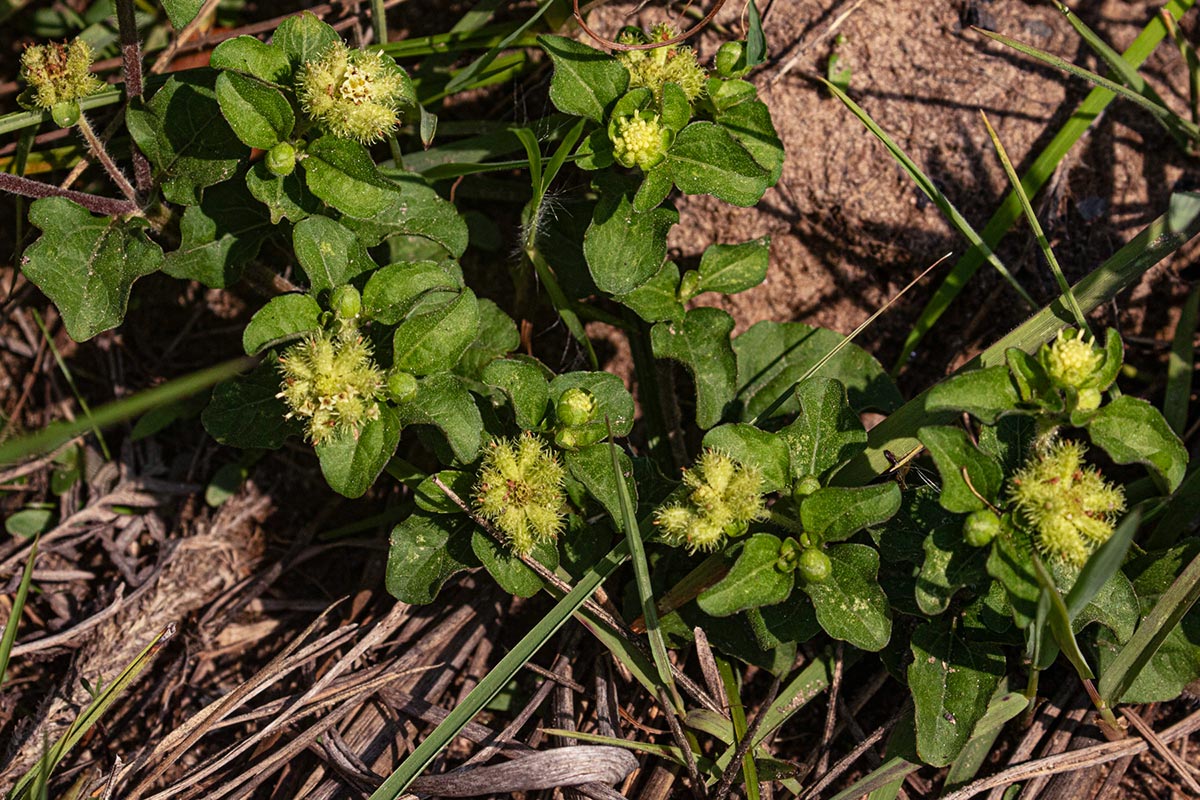 Acanthospermum australe