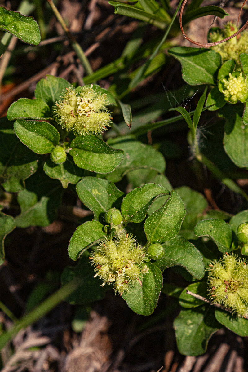 Acanthospermum australe