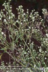 Parthenium hysterophorus