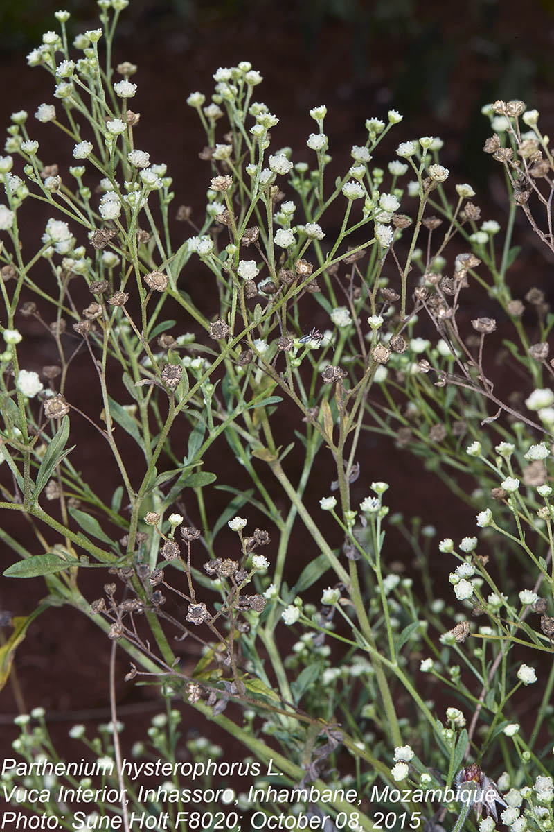 Parthenium hysterophorus