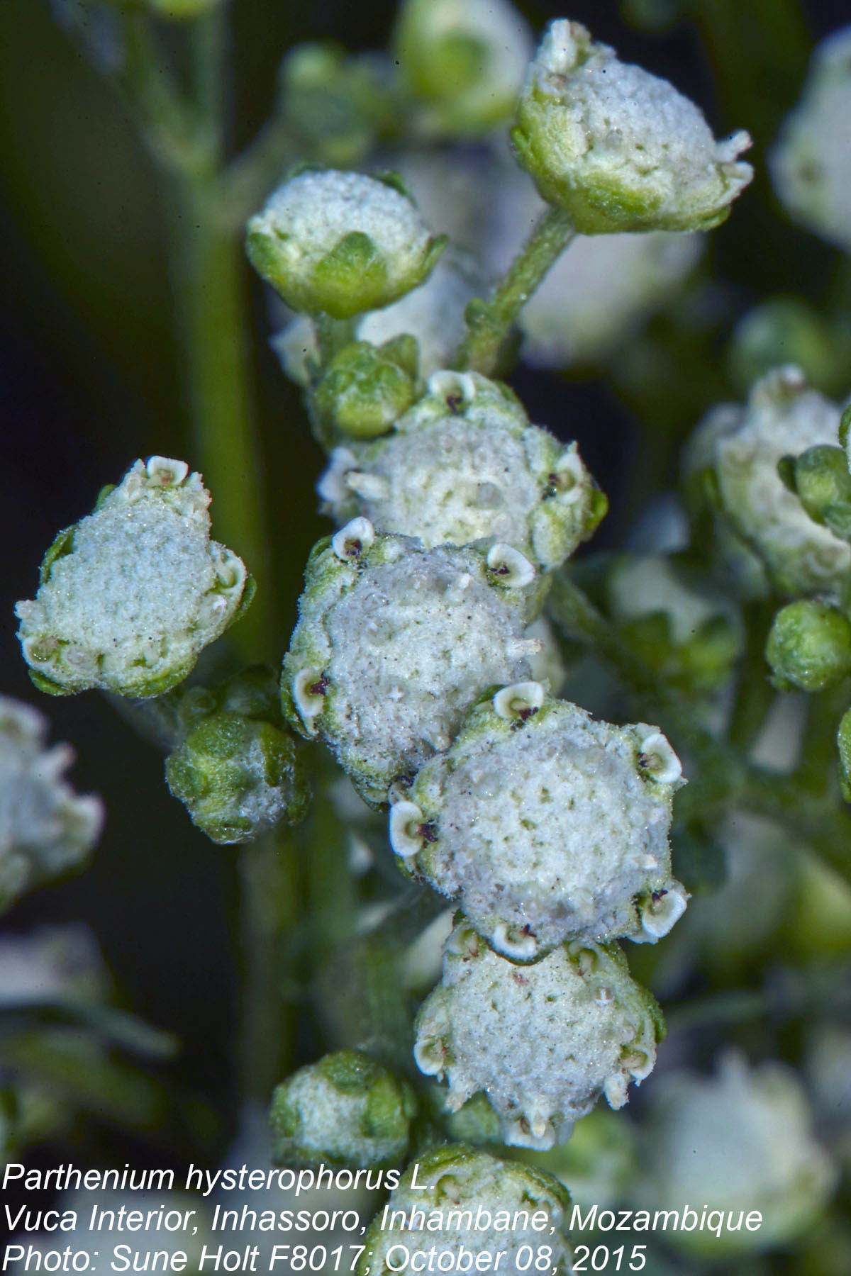 Parthenium hysterophorus