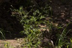 Parthenium hysterophorus