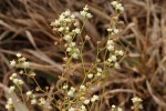 Parthenium hysterophorus