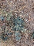 Parthenium hysterophorus