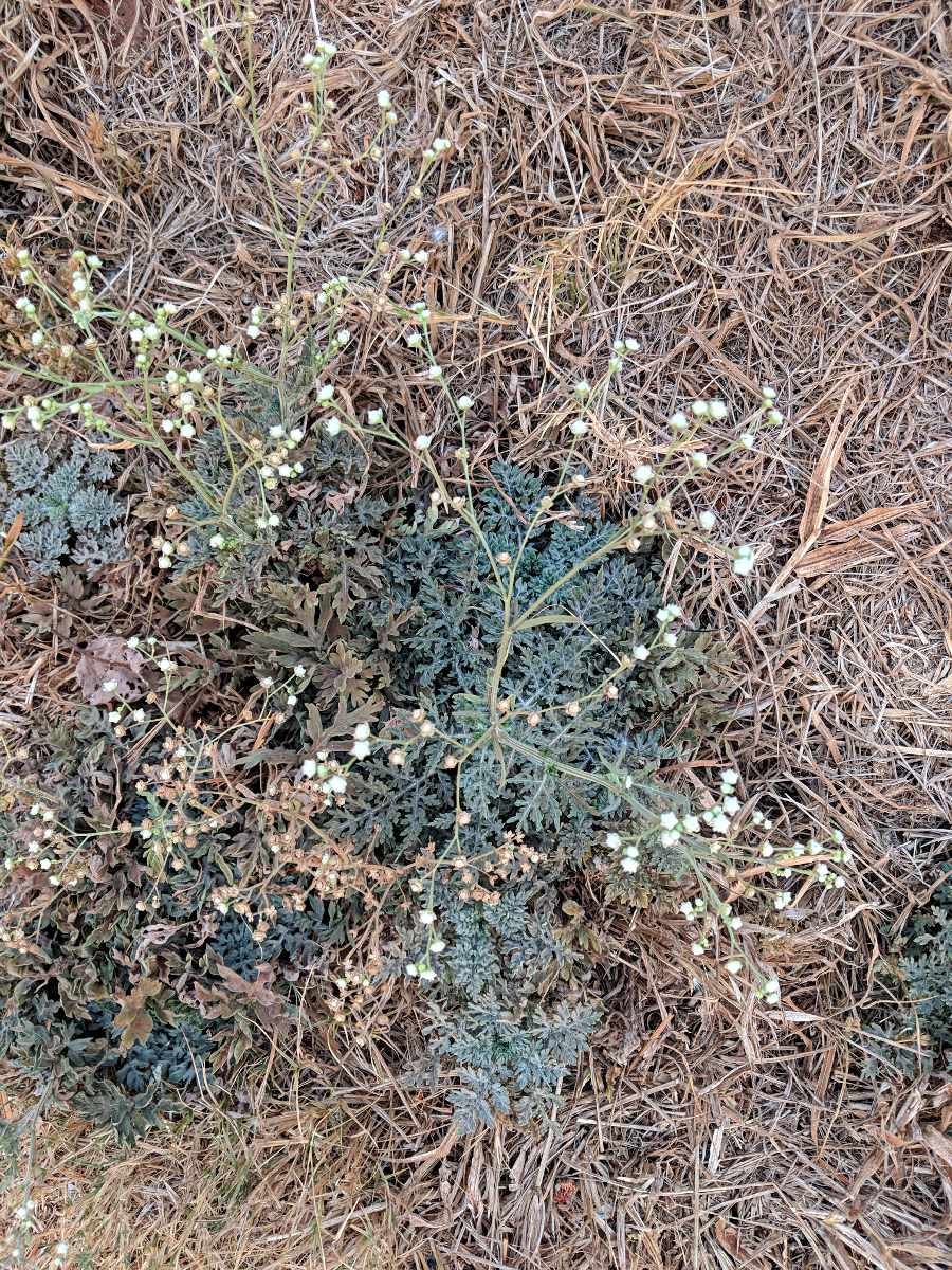 Parthenium hysterophorus
