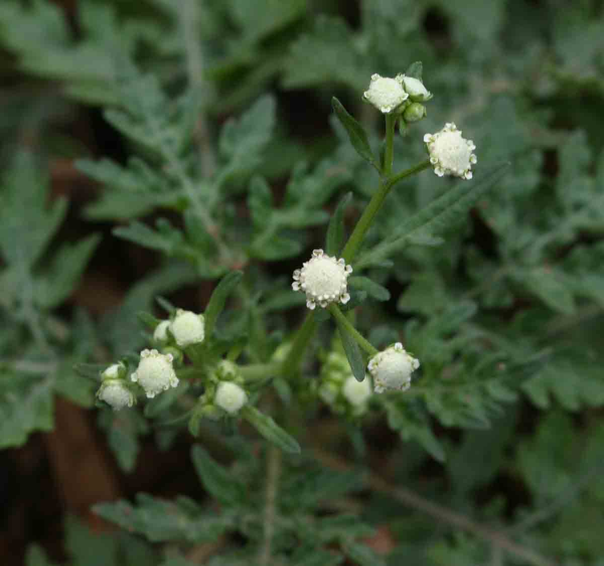 Parthenium hysterophorus