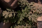Parthenium hysterophorus