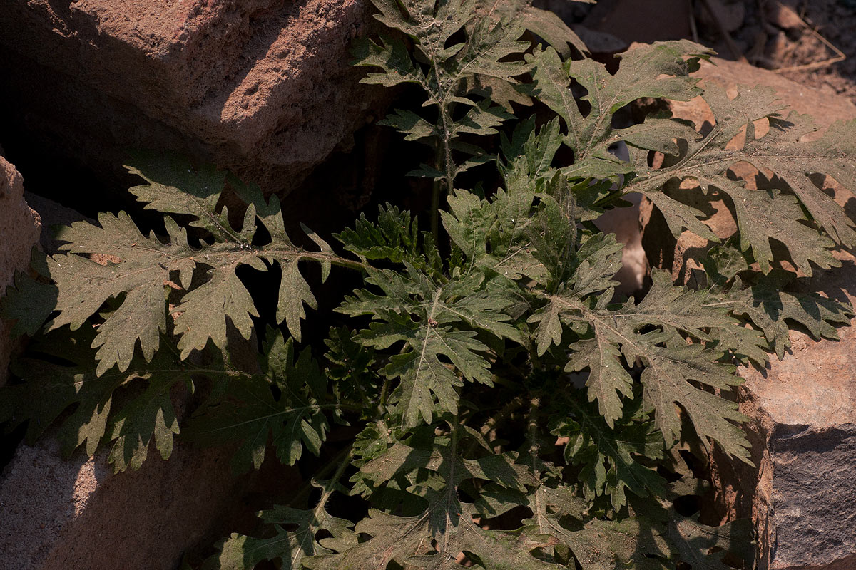 Parthenium hysterophorus