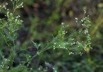 Parthenium hysterophorus