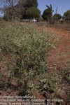 Parthenium hysterophorus