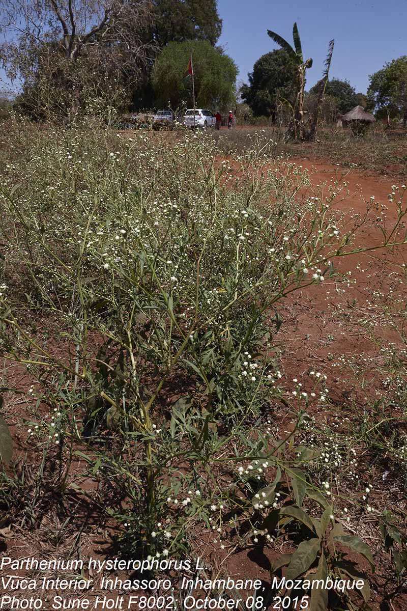 Parthenium hysterophorus