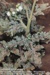 Parthenium hysterophorus