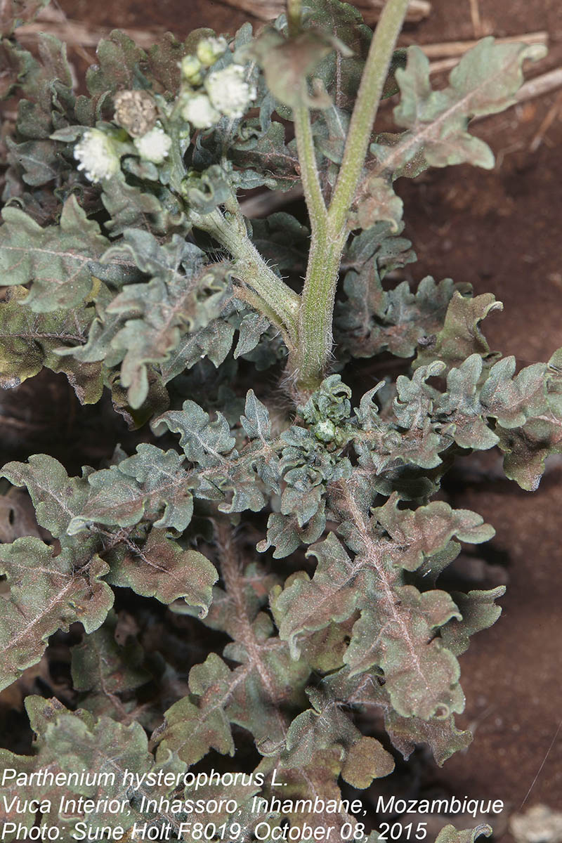 Parthenium hysterophorus