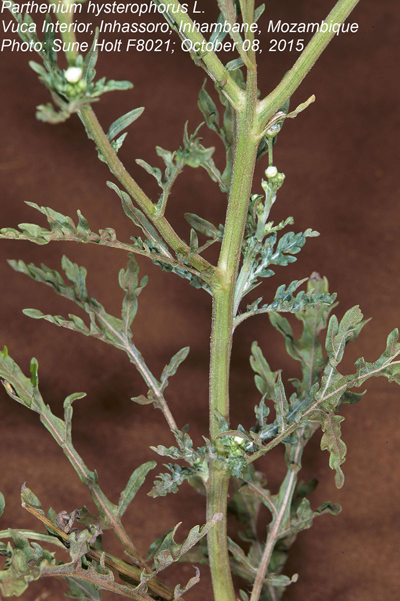 Parthenium hysterophorus