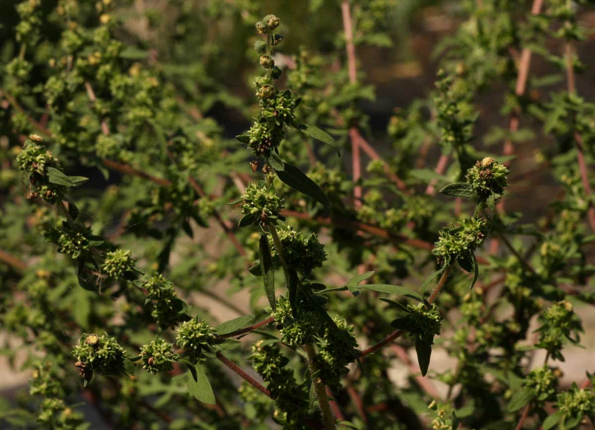 Ambrosia maritima
