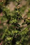 Ambrosia maritima