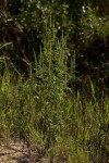 Ambrosia maritima