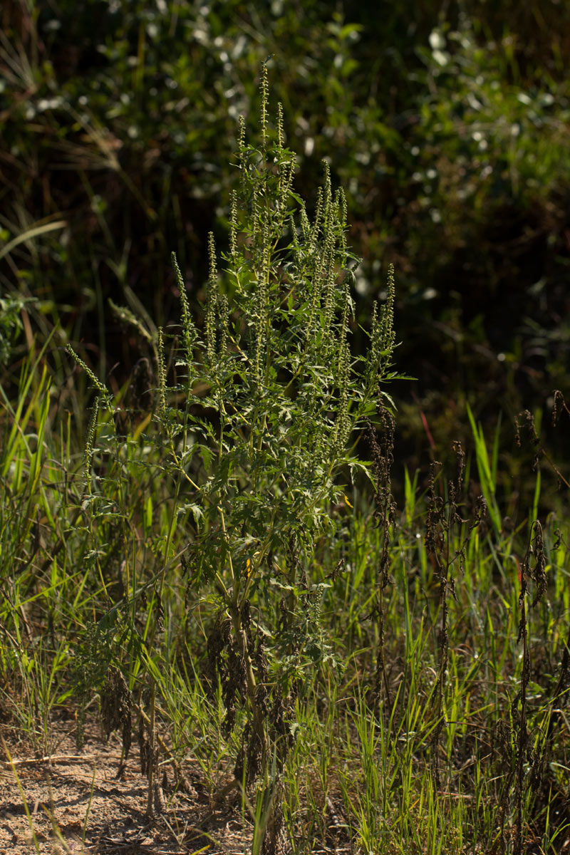 Ambrosia maritima