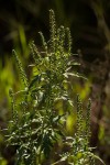 Ambrosia maritima