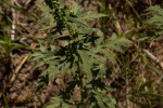 Ambrosia maritima