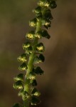 Ambrosia maritima
