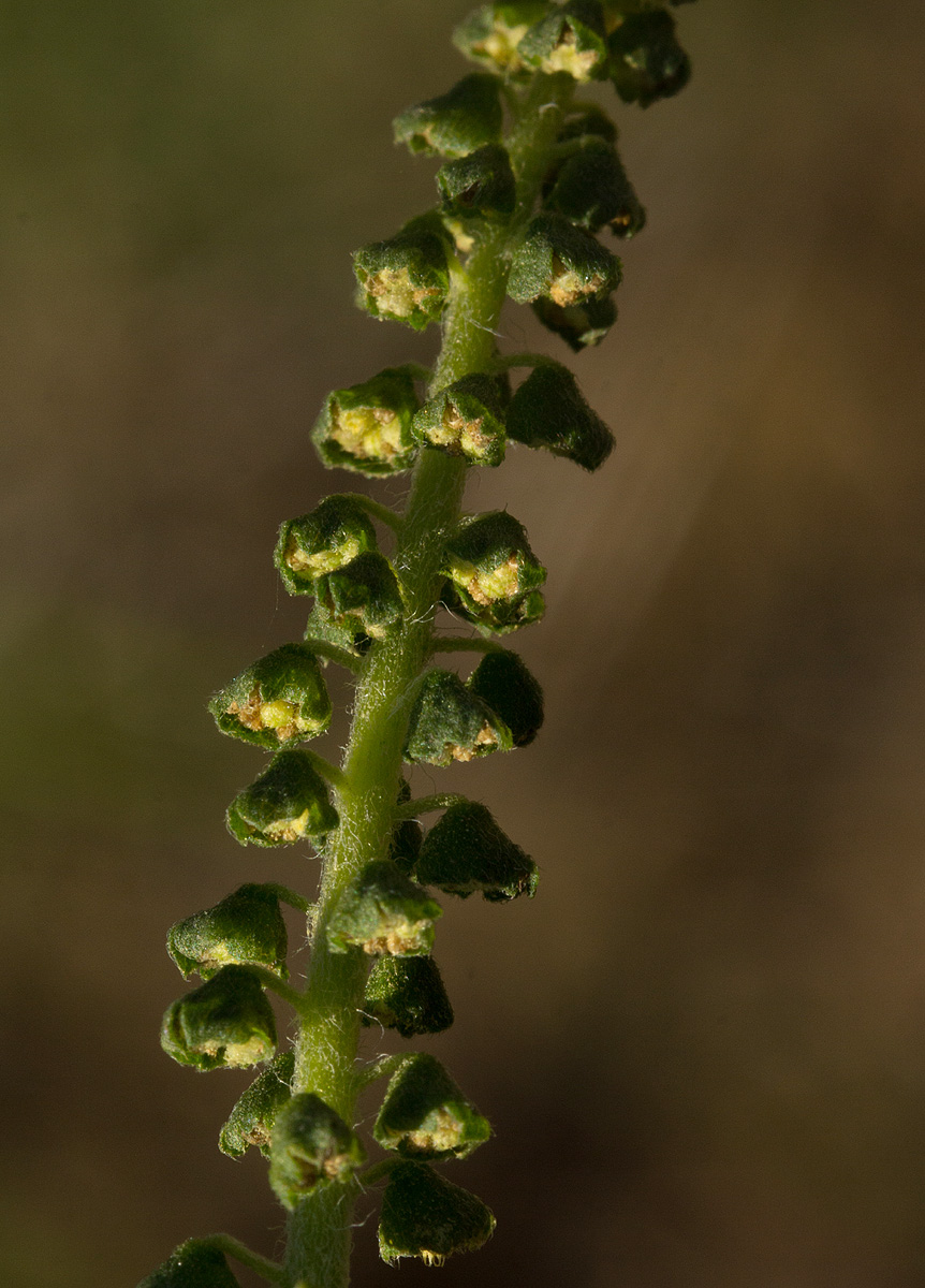 Ambrosia maritima