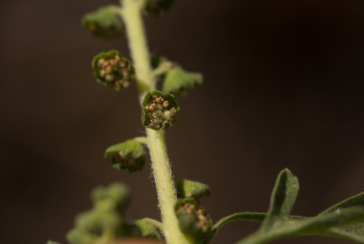 Ambrosia maritima