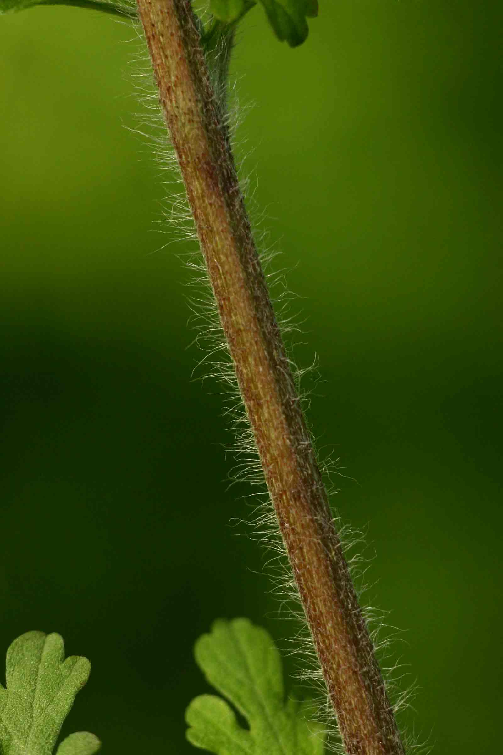 Ambrosia maritima