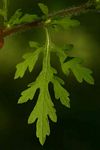 Ambrosia maritima