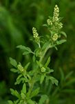 Ambrosia maritima