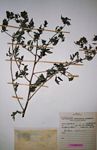 Ambrosia maritima
