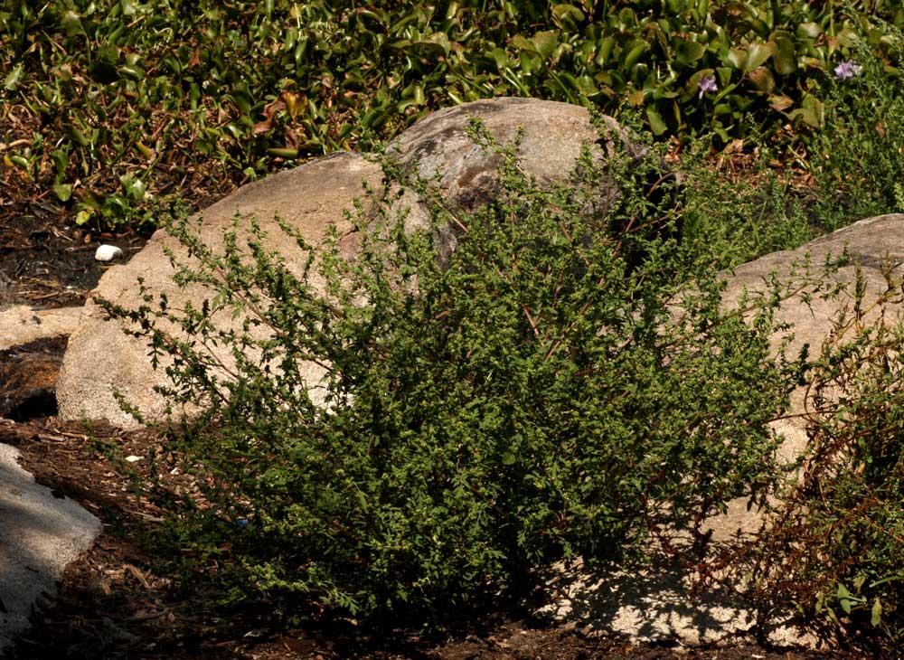 Ambrosia maritima