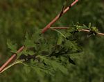Ambrosia maritima