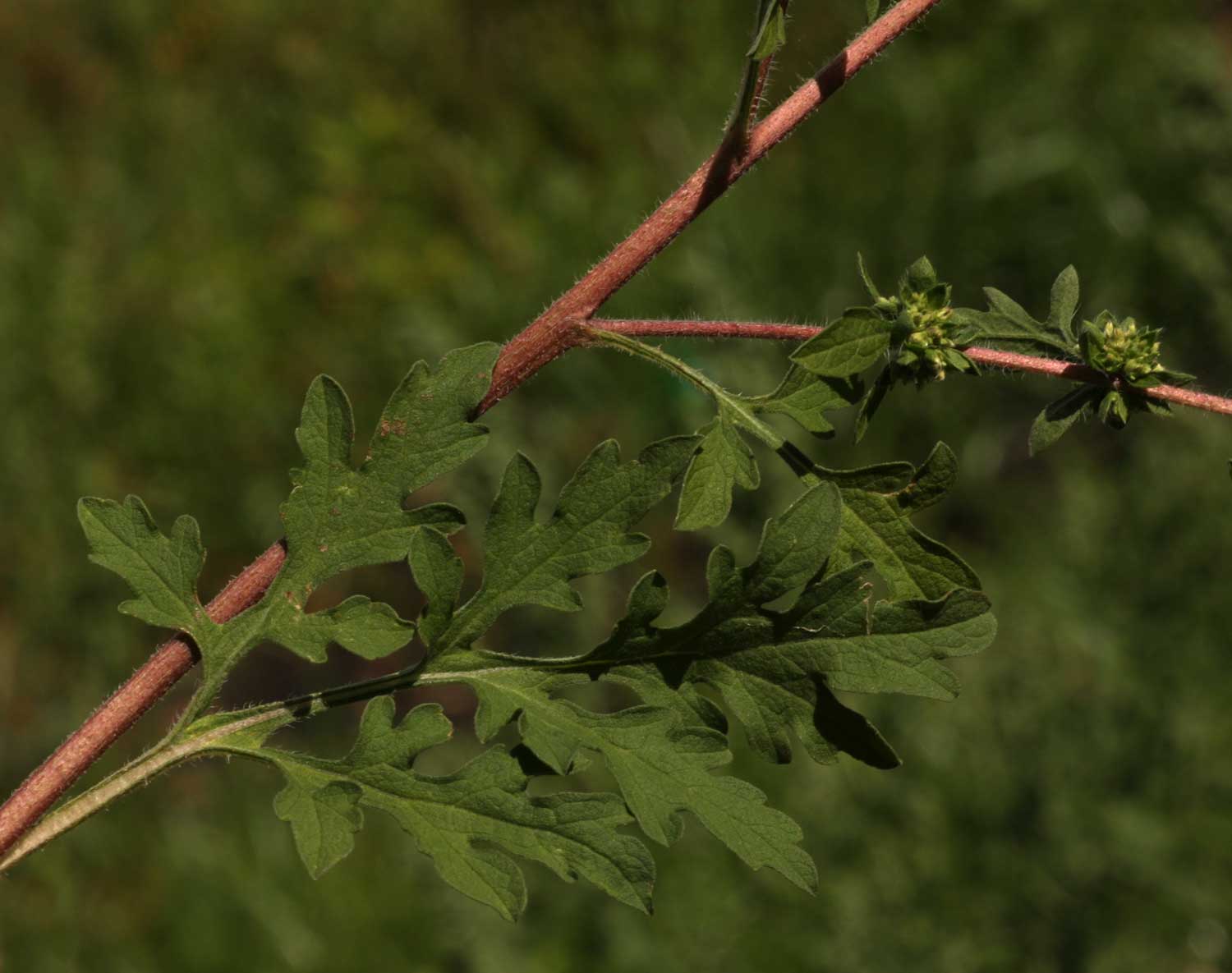 Ambrosia maritima