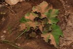 Xanthium strumarium