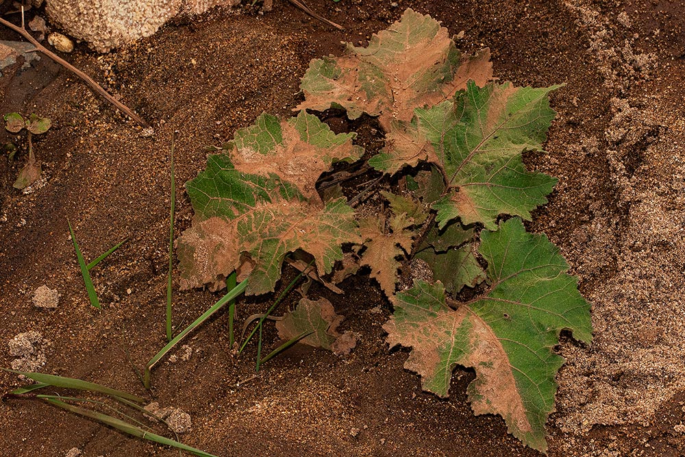 Xanthium strumarium