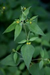 Sigesbeckia orientalis