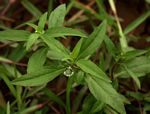 Eclipta prostrata
