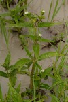 Eclipta prostrata