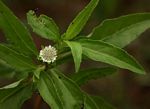 Eclipta prostrata