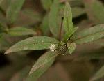 Eclipta prostrata