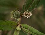 Eclipta prostrata