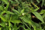 Eclipta prostrata