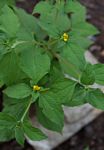 Sclerocarpus africanus