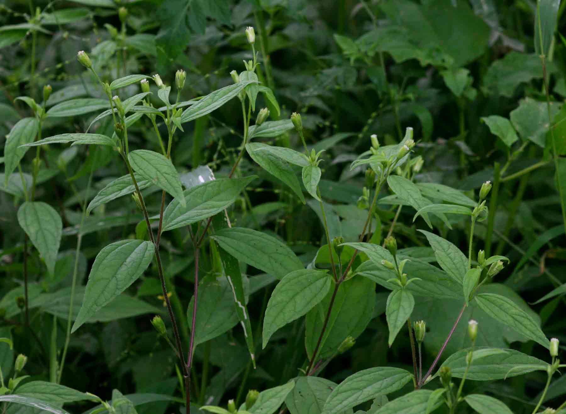 Blainvillea gayana